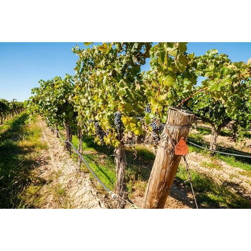 Washington State-Columbia Valley Old vine cabernet at Gamache Vineyard